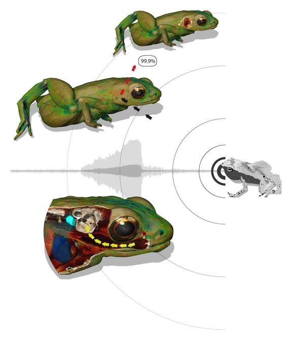 This illustration shows how a Gardiner's frog can hear with its mouth. Top left: the skin of the animal reflects 99.9 percent of an incoming sound wave, hitting the body close to the inner ear. Without a middle ear, sound waves cannot be transp