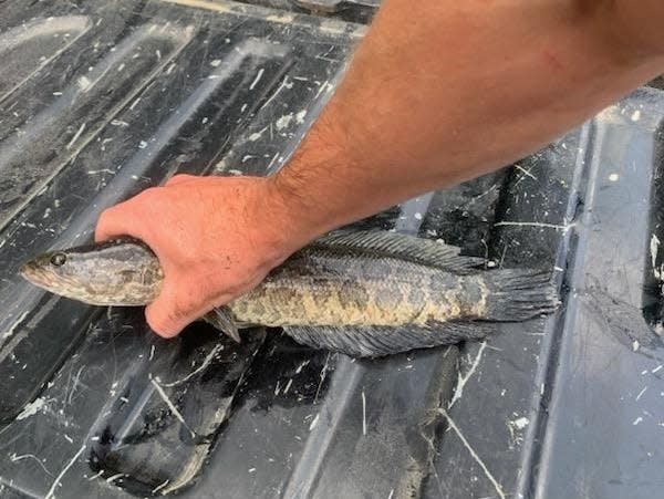 A person holding a northern snakehead down in the back of their truck.