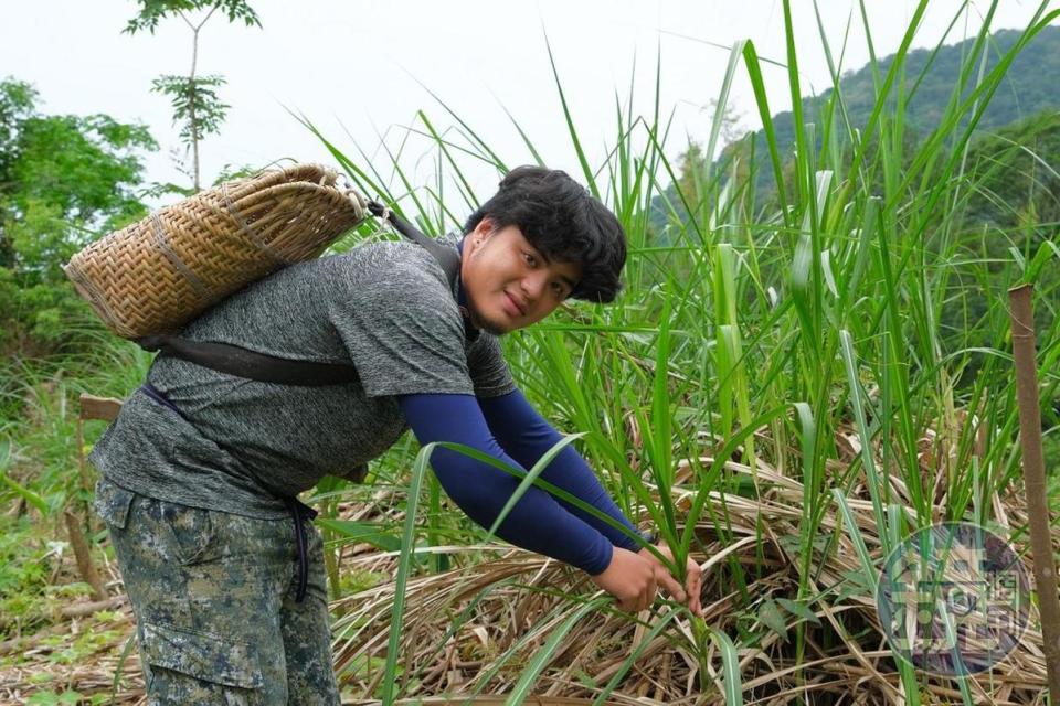 傻外依季節不同，帶遊客上山採集不同野菜。