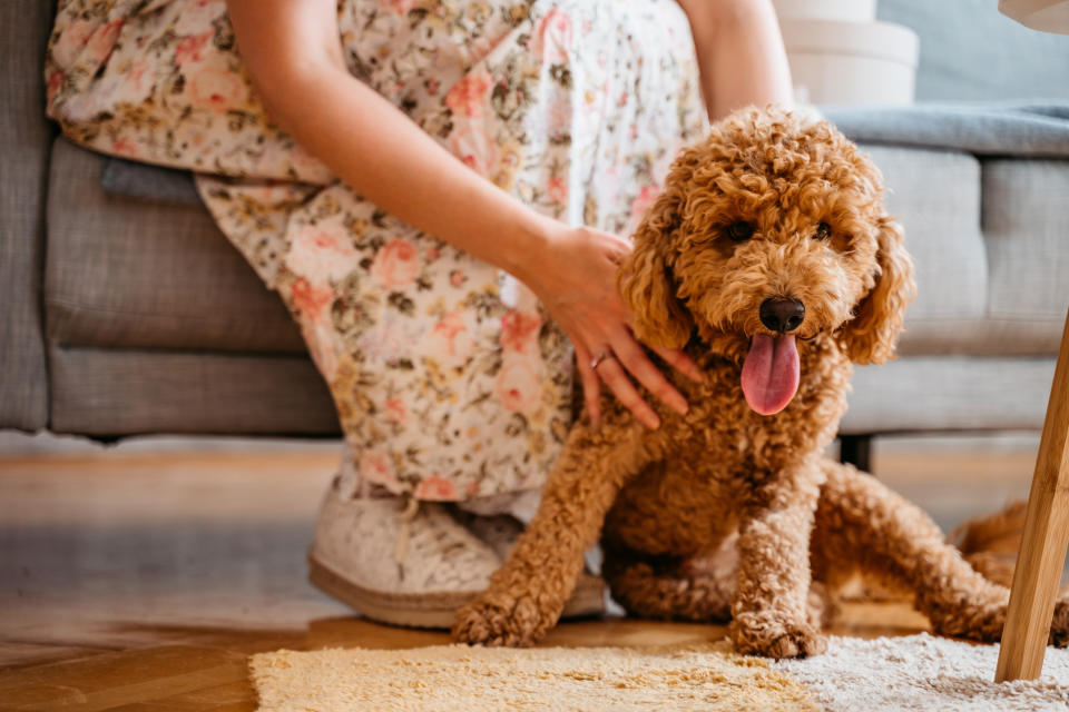 A  brown poodle is sitting by a woman's legs with its tongue out