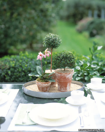 Aged Terra Cotta Plants