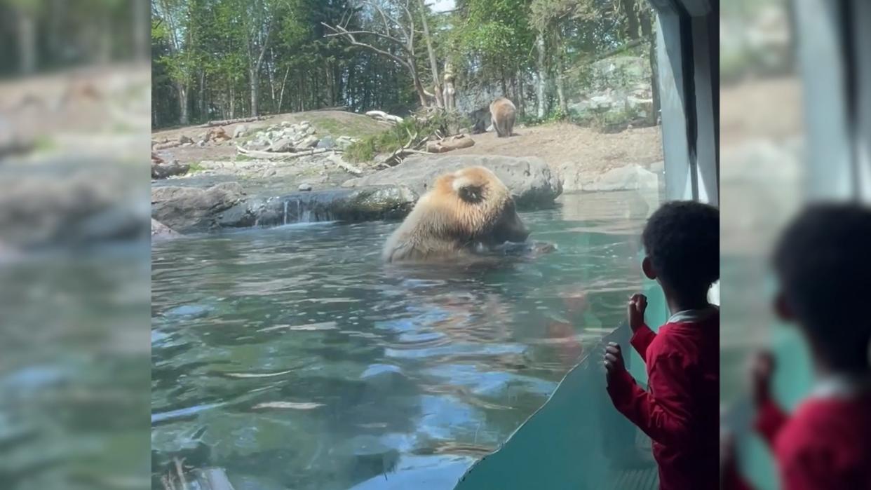 Juniper bites into a duckling in front of children at the zoo.