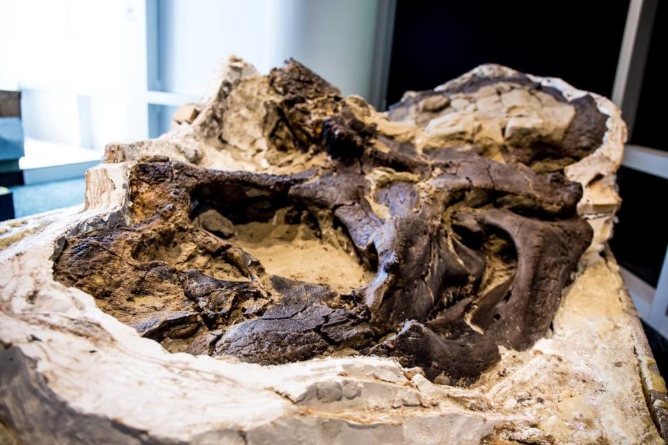 The Triceratops skull that will be part of the Dueling Dinosaurs and DinoLab at the N.C. Museum of Natural Sciences in downtown Raleigh, N.C.