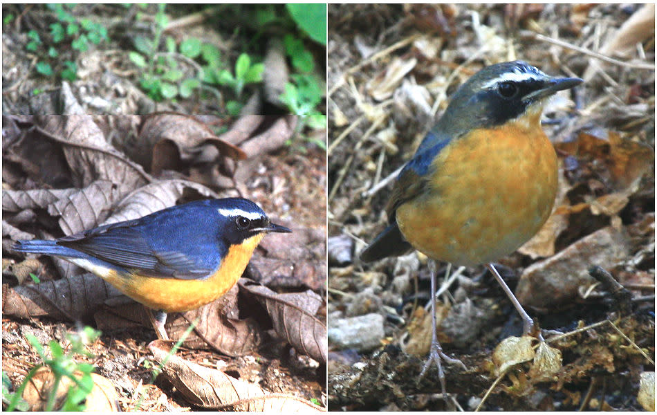 <b>Indian Blue Robin:</b> A winter visitor from the Himalayas, the Indian Blue Robin forages in the undergrowth. The signature white eyebrow, a black eye patch, and orange breast make for a visiting card with great brand recall!