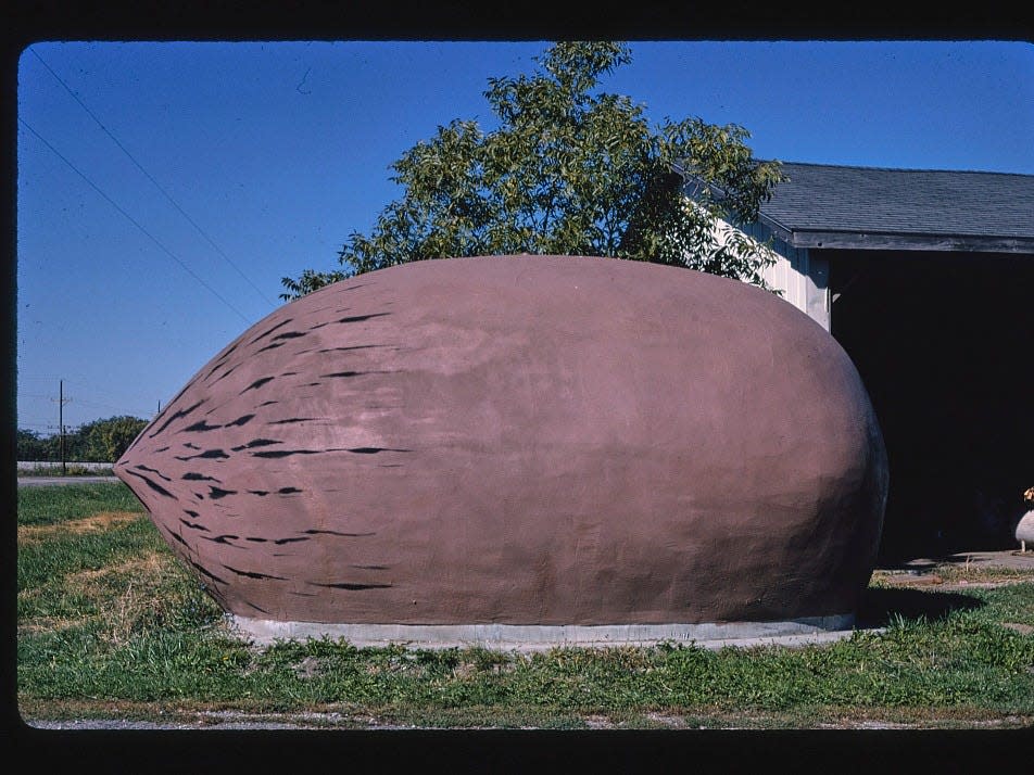 The world's largest pecan