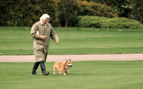 Corgis and dorgis are an important part of Royal family life