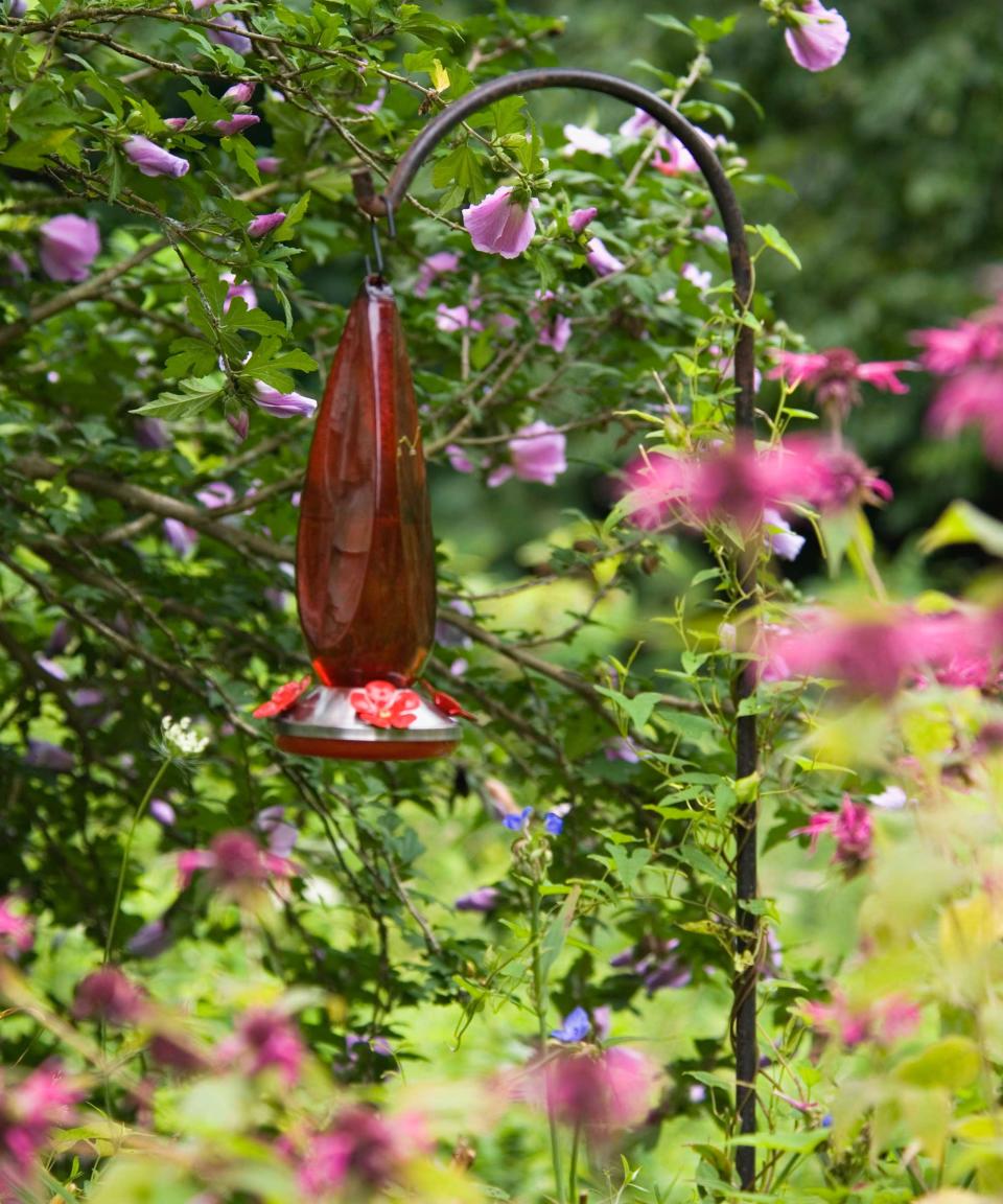 hummingbird feeder amongst pink flowers