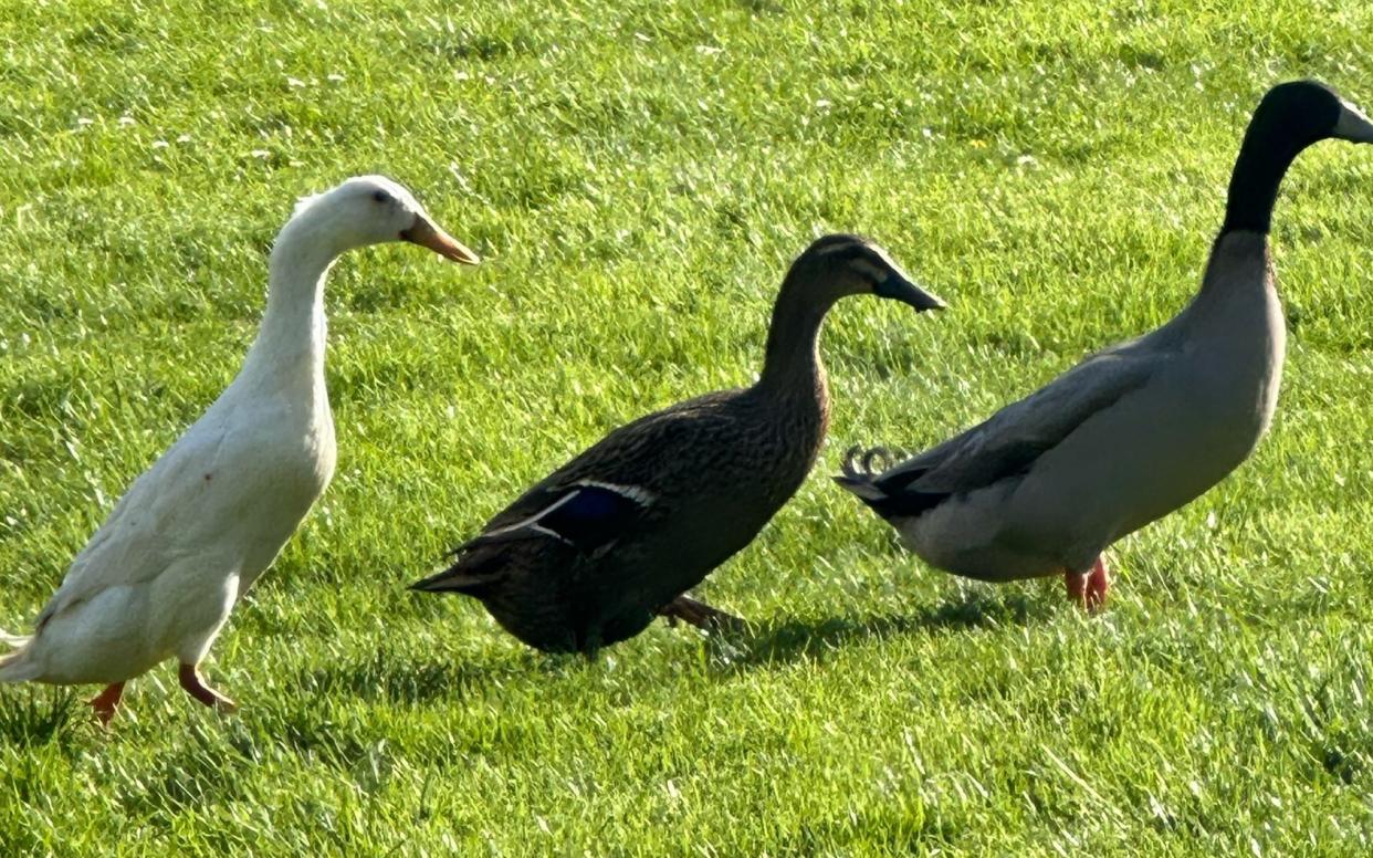 Quackers with her pals, the Three Musketeers