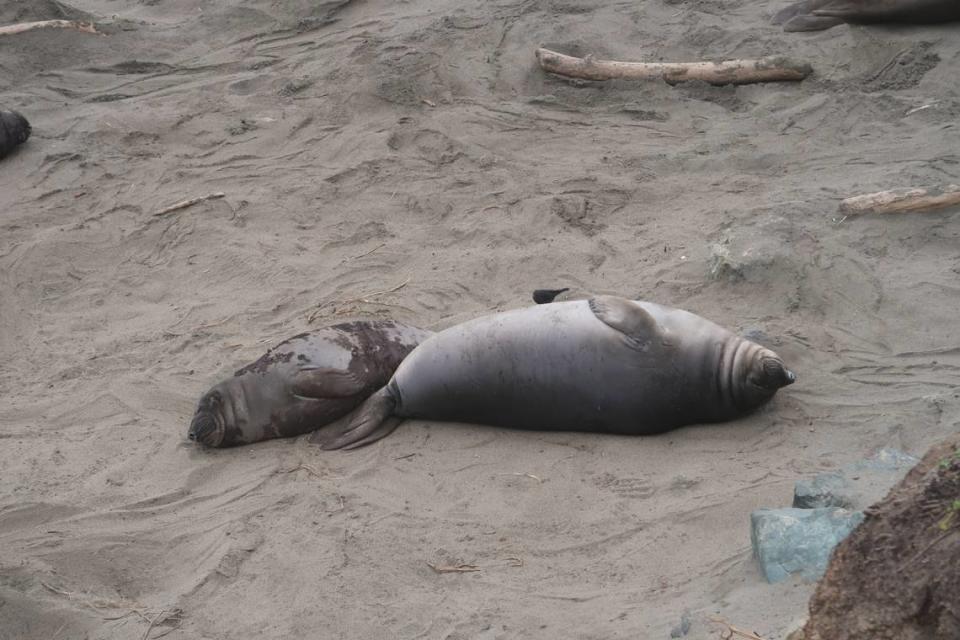 The fat weaner on the right has already shed his black newborn coat. His companion is in the process of getting that more mature countershading.