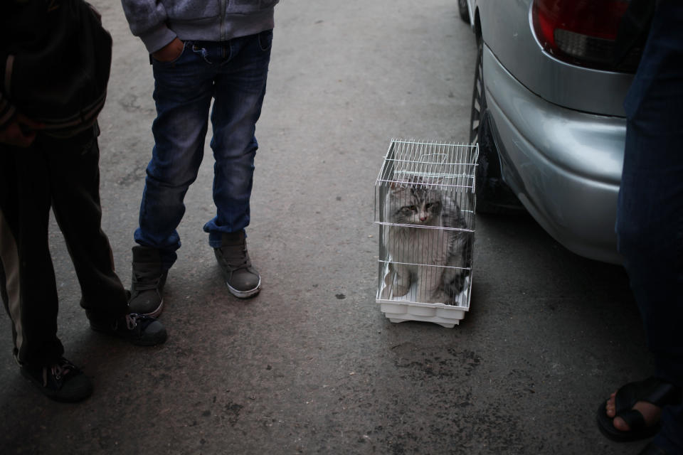 In this Friday, Nov. 22, 2013 photo, men keep a stolen cat in a bird cage at the so-called "thieves market" in downtown Amman, Jordan. Dog breeding coupled with dognapping is a thriving business in Jordan, where lax laws call for only a $7 fine for violators and police remain hesitant to pursue those suspected of animal abuse. Activists have campaigned for years for increased penalties, but lawmakers seem uninterested to pursue it in a culture where animal abuse remains rampant. (AP Photo/Mohammad Hannon)