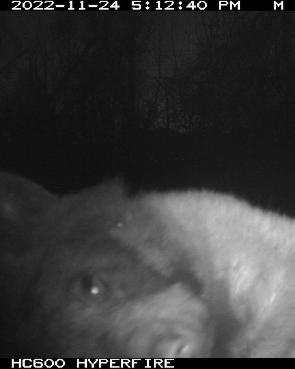 A bear captured on a wildlife camera in November 2022 in Boulder, Colorado.