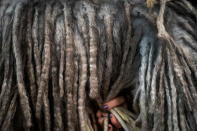 <p>A Bergamasco sheep dog is groomed backstage at the 142nd Westminster Kennel Club Dog Show at The Piers on Feb. 12, 2018 in New York City. (Photo: Drew Angerer/Getty Images) </p>