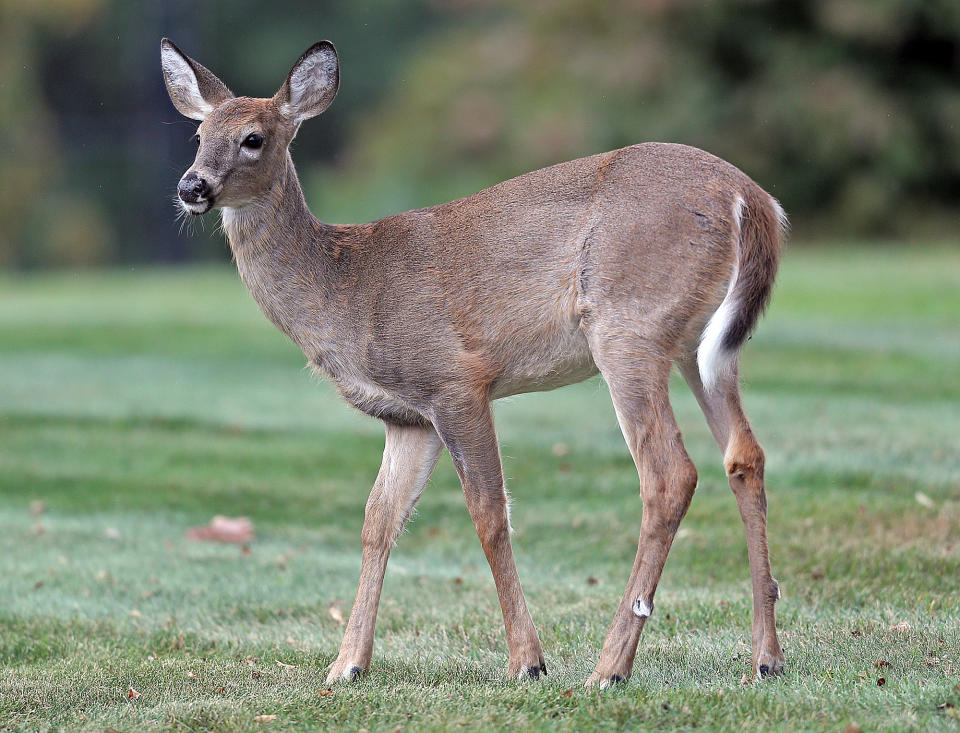 Un venado cola blanca camina en el jardín de una casa en Scituate, Massachusetts. (Getty Images)