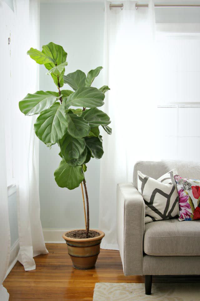 The Top 5 Alternatives to Fiddle Leaf Fig Trees