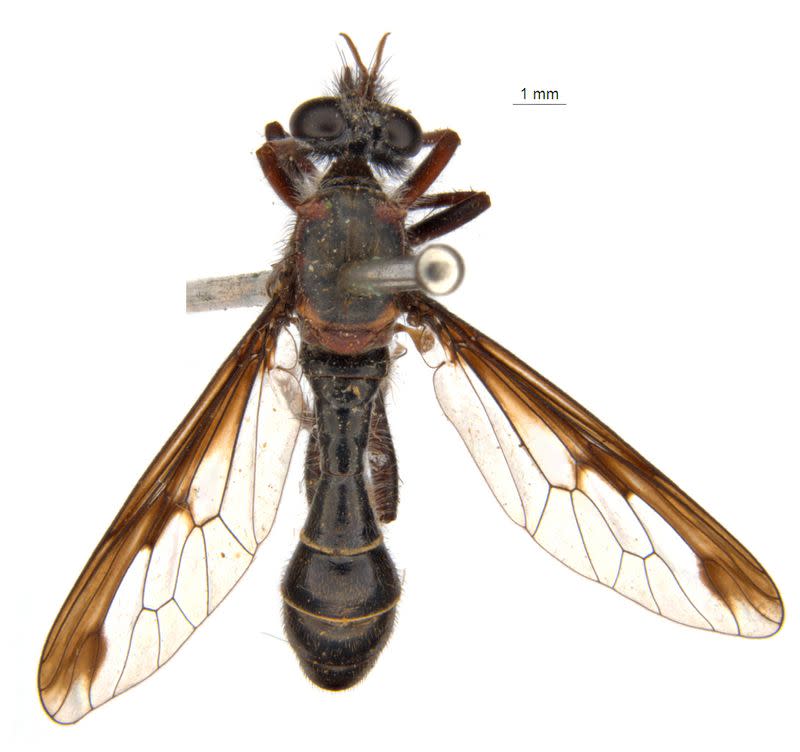 The newly named Black Widow's fly (Daptolestes feminategus) is seen in this handout image supplied by the CSIRO