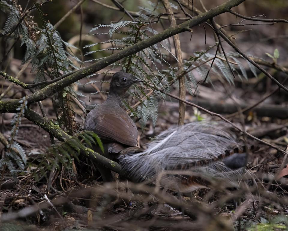 A superb lyrebird (<em>Menura novaehollandiae</em>) in the Dandenong Ranges. Barry Baker