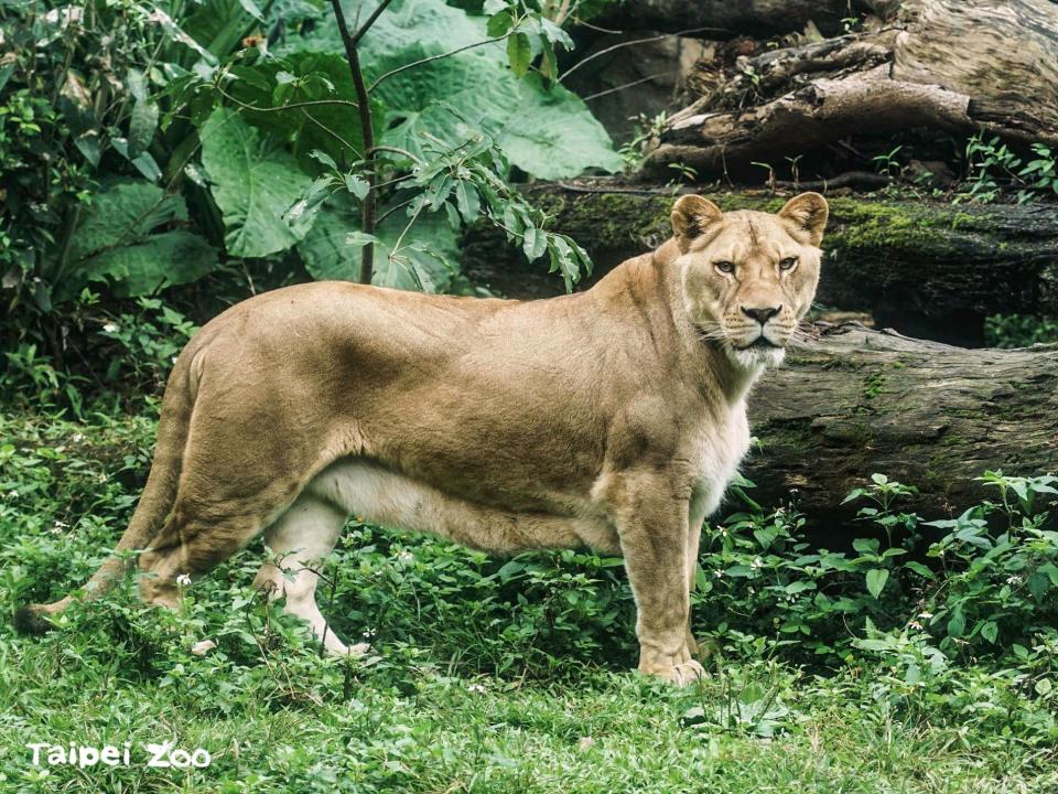 大貓做健康檢查。（圖片來源：翻自Taipei Zoo台北市立動物園）