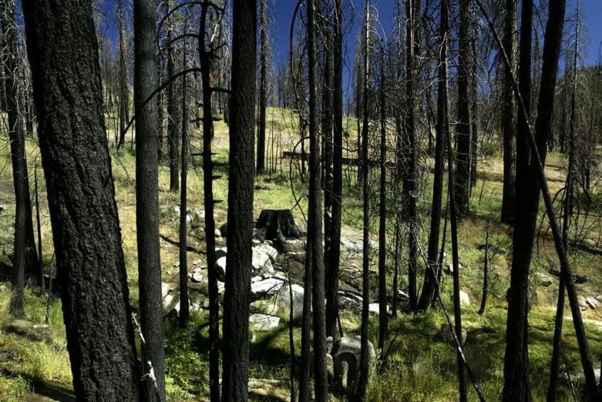 Burned wood in the Sierra Nevada range.