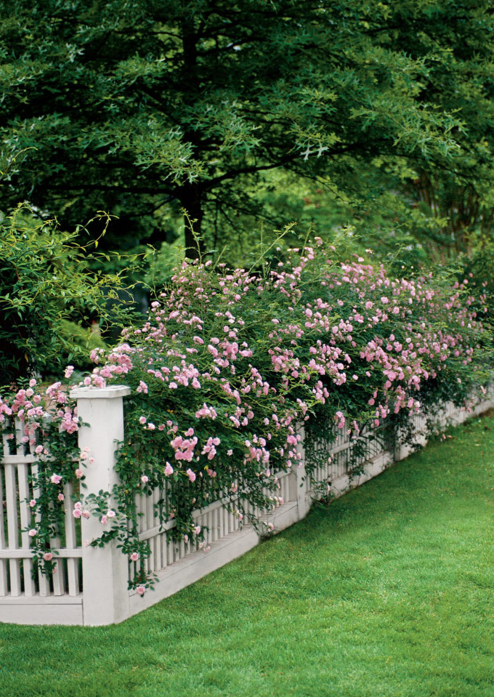 7 Nostalgic Flowering Plants That Will Take You Back to Grandma's Yard