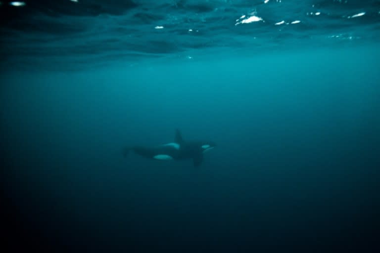 An der Westküste Kanadas hat sich ein verwaistes Orca-Junges aus eigener Kraft aus einer Lagune befreit, in der es wochenlang festgesteckt hatte. (Olivier MORIN)