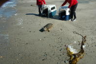 Rescued seal pup Shadow prepares to leave. Vancouver Aquarium photo