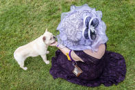 Captain, a French bulldog, is pet by his handler while participating in breed judging at the 145th Annual Westminster Kennel Club Dog Show, Saturday, June 12, 2021, in Tarrytown, N.Y. (AP Photo/John Minchillo)