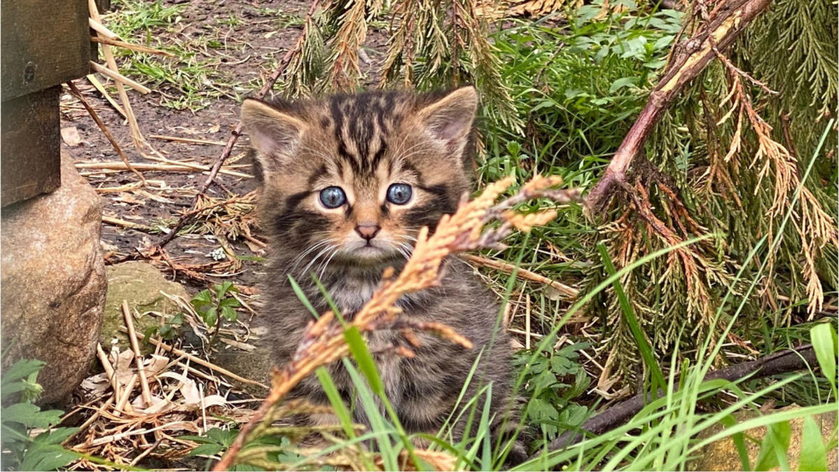 Kitten Joy Amid Scotland’s Wildcats’ Successful Breeding Season