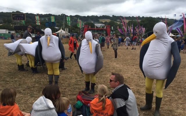 Glastonbury seagulls - Credit: Alice Vincent