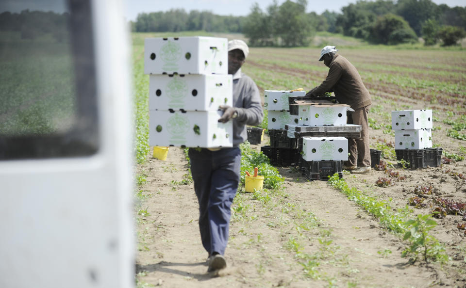 NEW HAMBURG, ON- AUGUST 28: Desmond Daley, left, and Conroy Sterling, right, both from Jamaica, pack and cart off boxes of freshly cut cilantro. Pfenning's Organic Farms in New Hamburg, Ontario, employs Canadians and Jamaican migrant farm workers to work its fields and packing warehouse. The owners would like to see its Jamaican workers afforded better pathways to becoming permanent residents and have open work permits that give workers the ability to easily change employers. Jim Rankin/Toronto Star (Jim Rankin/Toronto Star via Getty Images)