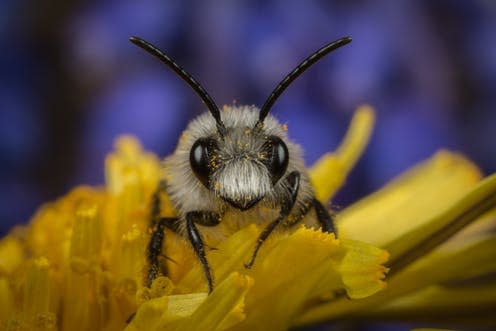 <span class="caption">An ashy mining bee (_Andrena cineraria_) – one of the species believed to be on the increase.</span> <span class="attribution"><a class="link " href="https://www.shutterstock.com/image-photo/male-ashy-miningbee-on-garden-dandelion-1010479666" rel="nofollow noopener" target="_blank" data-ylk="slk:Ed Phillips/Shutterstock;elm:context_link;itc:0;sec:content-canvas">Ed Phillips/Shutterstock</a></span>
