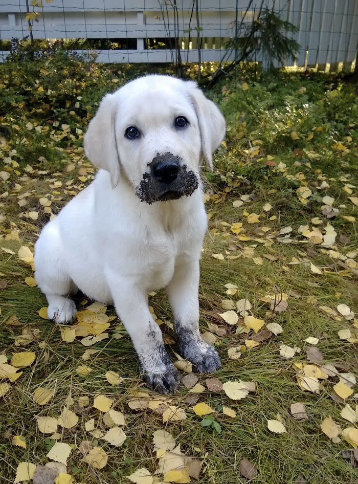 Diese Hunde lieben Matsch!