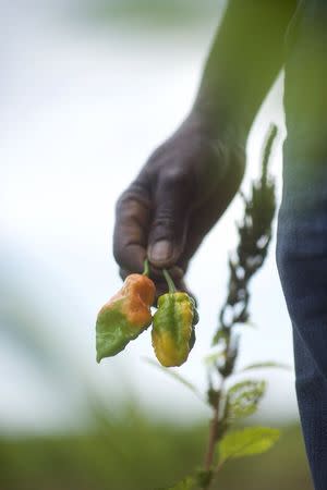 Morris Gbolo, 57, originally from Liberia, holds peppers that he picked from his 13-acre farm, where he grows African vegetables, in Vineland, New Jersey, October 9, 2015. REUTERS/Mark Makela