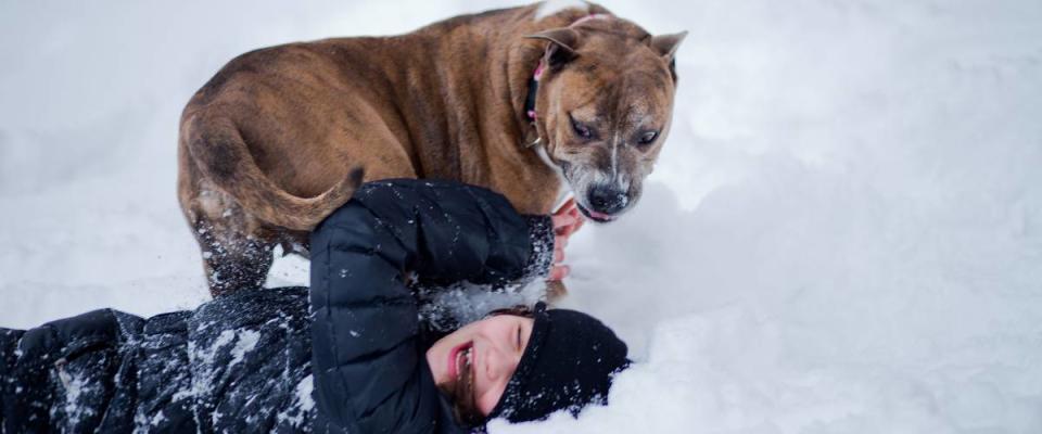 The dog attacked the child. An aggressive dog attacked the girl. A dangerous animal threw the child into the snow.