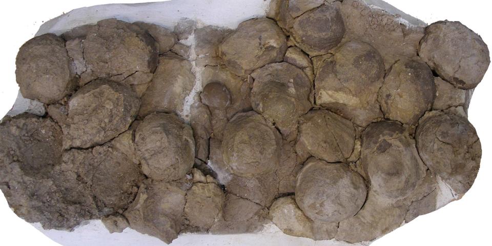 mussasaurus eggs patagonia