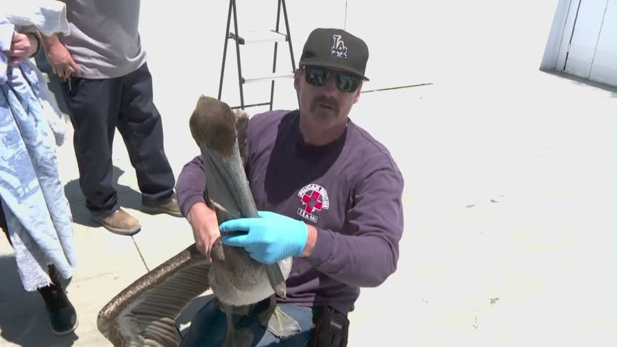 A wildlife resuce worker transporting a sick pelican from Newport Beach to the Wetlands and Wildlife Care Center of Orange County on May 7, 2024. (KTLA)