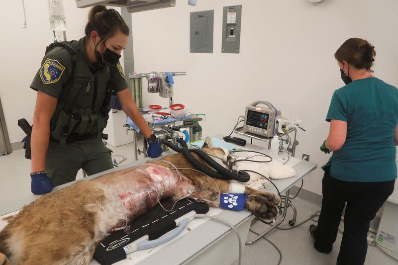 Mountain lion dies in surgery after being shot in California