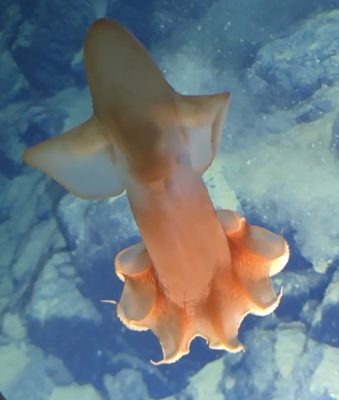 Rare Cirrate Octopus at 5,800m water depth