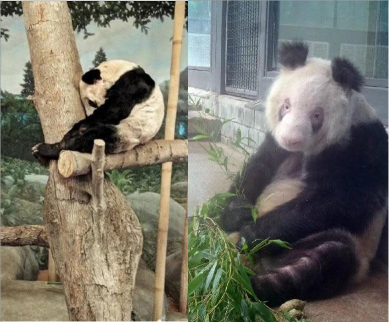 園區內另一隻熊貓「樂樂」，也傳出精神異常。（翻攝自微博）