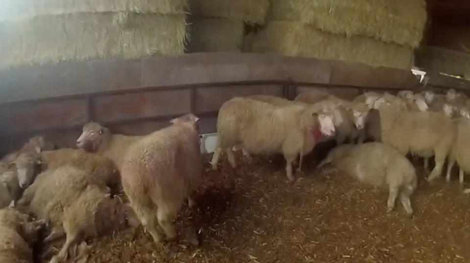 Sheep in the barn were mauled to death by two XL bully dogs. (Wales News)