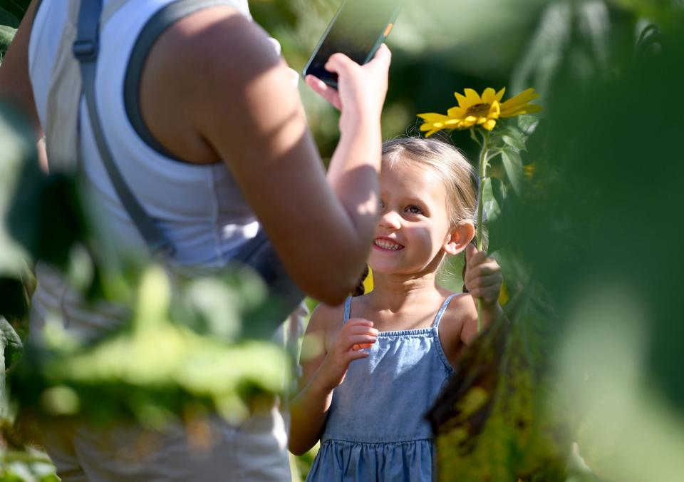 Charlotte Kinter, 4, of Jackson Township poses for a photo by mom, Jenny Kinter, while shopping for sunflowers in the fields at the recent Sunflower Festival held at Maize Valley Winery & Craft Brewery in Marlboro Township.