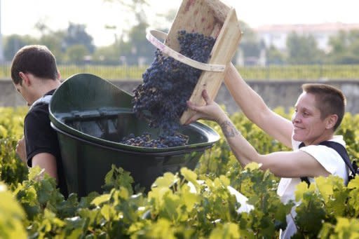 Grape pickers at Bordeaux grand cru vineyard Chateau Haut-Brion last August. Global wine buyers converge on Bordeaux for the annual futures sale that opens Monday, with a hit-and-miss vintage seen as a chance to pull skyrocketing prices back down to Earth