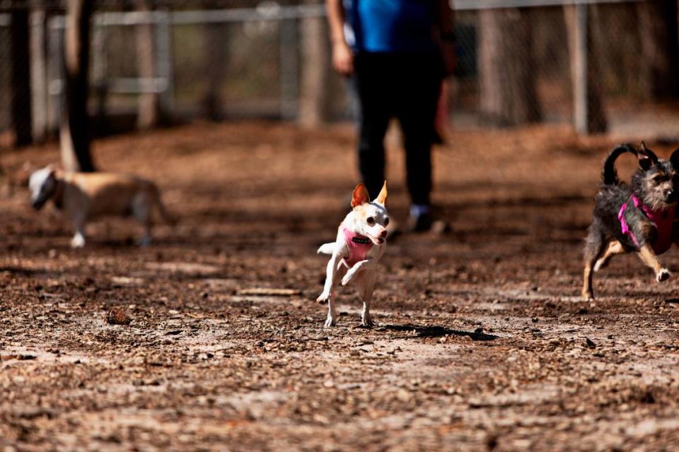 Genny springs into action after her human, Tim LeMaster, throws a stick for her at the Millbrook Exchange Dog Park in Raleigh on Friday, March 18, 2022. The park has separate play areas for small and large dogs.