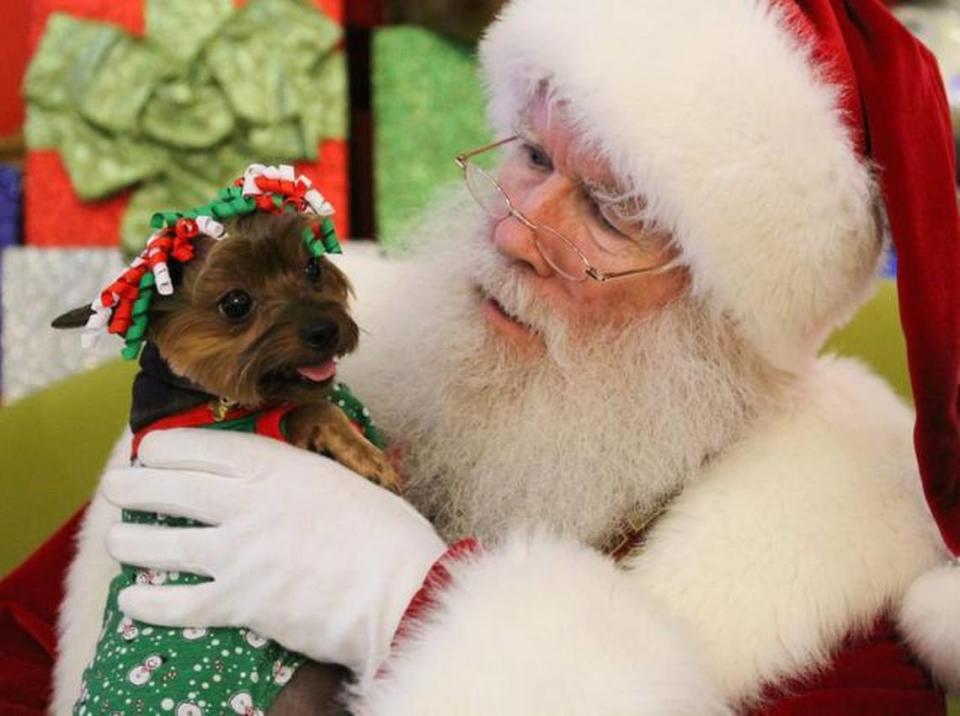 Cookie Marie Varela, a Yorkshire Terrier, shares a moment with Santa at the Miami International Mall before being joined by the rest of her family for their annual holiday photo session in this file photo from Dec. 7, 2014.