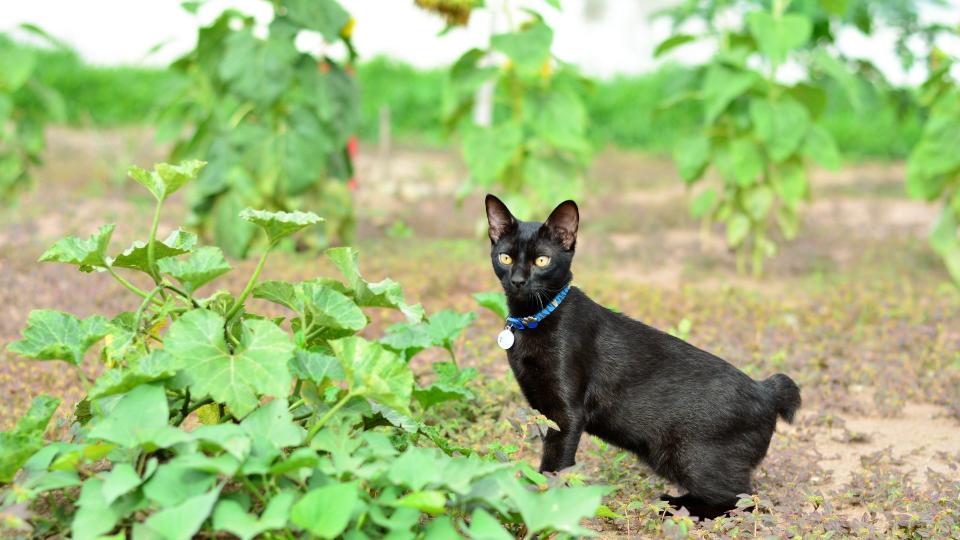 Japanese bobtail outside