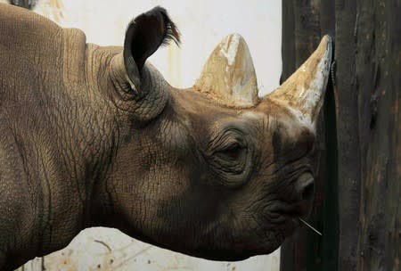 A black rhinoceros, that was shipped to Rwanda from Zoo Safari Park Dvur Kralove in the Czech Republic, is seen inside its pen at the Akagera National Park