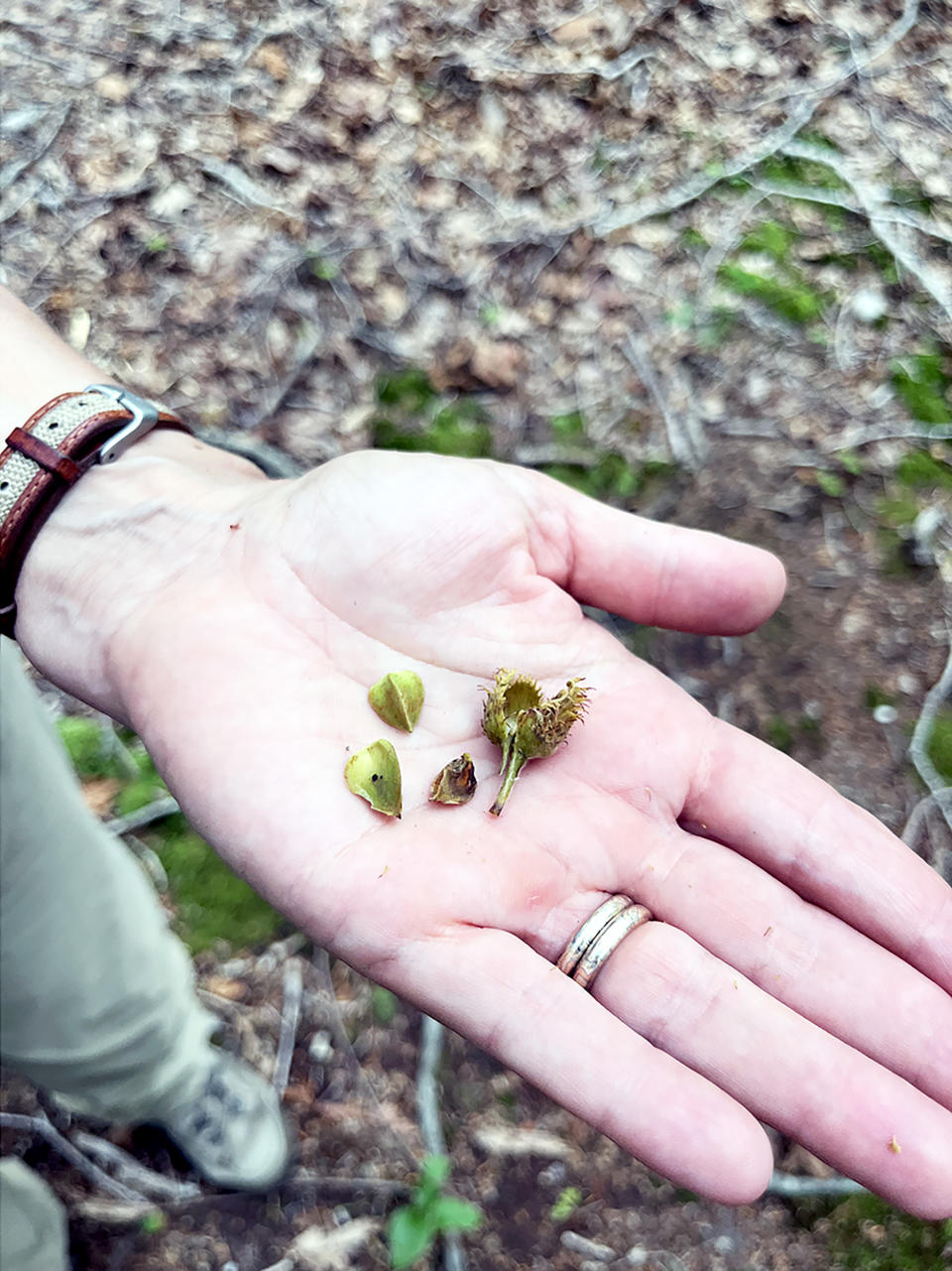 Beech tree nuts provide a valuable source of nutrition to bears and other animals. (Rich Schapiro / NBC News)