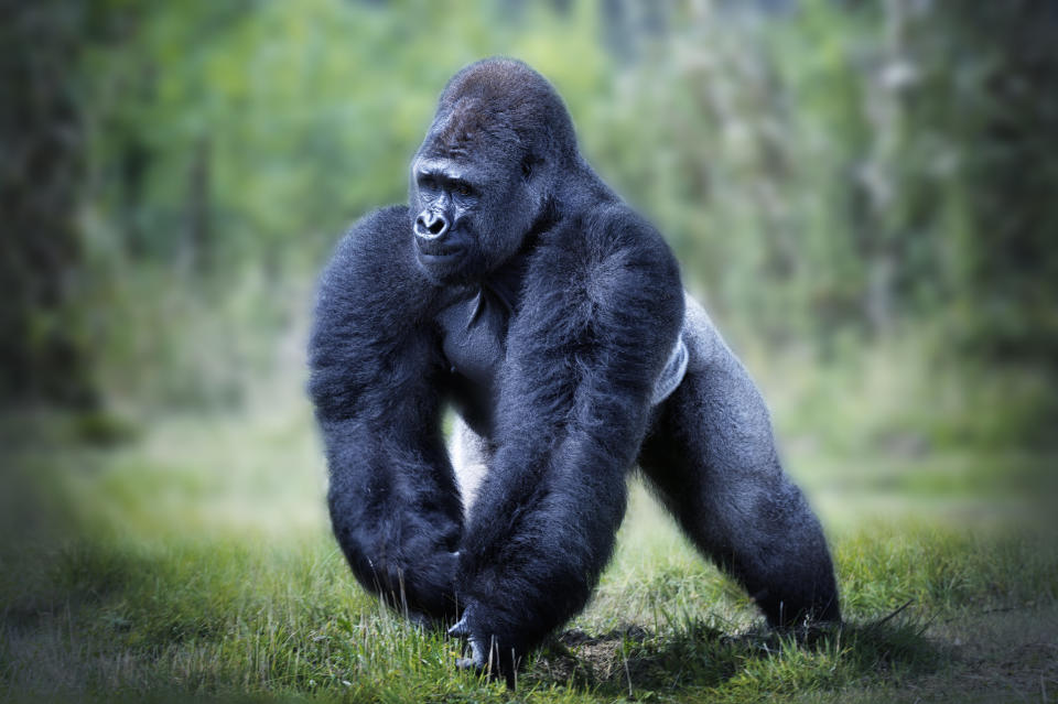 Male Western Lowland Gorilla walking (Gorilla gorilla gorilla).