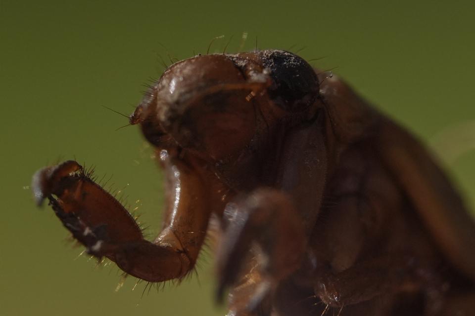 A periodical cicada nymph wiggles its forelimbs in Macon, Ga., on Thursday, March 28, 2024. This periodical cicada nymph was found while digging holes for rosebushes. It is not ready to emerge and turn into an adult. Trillions of cicadas are about to emerge in numbers not seen in decades and possibly centuries. (AP Photo/Carolyn Kaster)