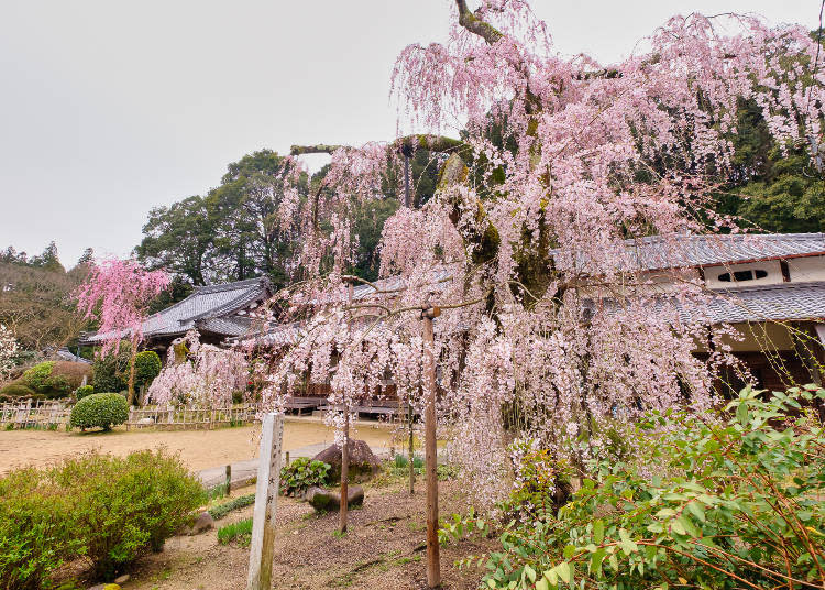 在日本全國也很少見的約300年小糸枝垂櫻是必賞美景！