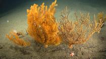 <p><span>Fan corals (genus Paramuricea) in Oceanographer Canyon. Corals are colonial animals and capture food using tentacles with stinging cells on individual polyps. Polyps are fragile and can be retracted into the coral skeleton for protection from predators, turbulence and other forms of disturbance. The fan on the right has most of its polyps retracted and provides a view of the coral skeleton. (Photo: Northeast Canyons 2013 Science Team/NOAA Okeanos Explorer Program)</span> </p>